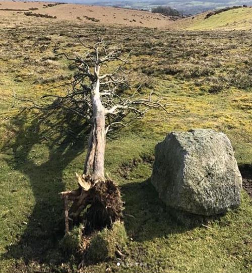 Gtod21 Summit Tree 500x542 (2)