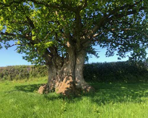 gtod21 Parc Grace Dieu Fm Frank Sutton 500x400